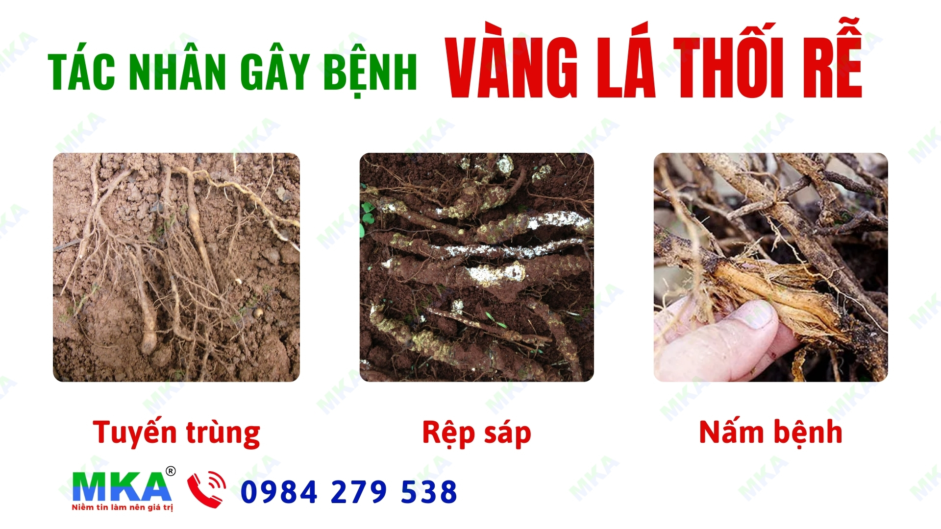 Bệnh vàng lá thối rễ